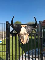 Taxidermie buffel schedel, Ophalen of Verzenden