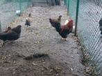 Wyandotte groothoen, Dieren en Toebehoren, Pluimvee, Meerdere dieren, Kip