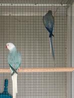 1-1 halsbanden wkws blauw //opaline x wkws violet, Dieren en Toebehoren, Vogels | Parkieten en Papegaaien, Meerdere dieren, Parkiet