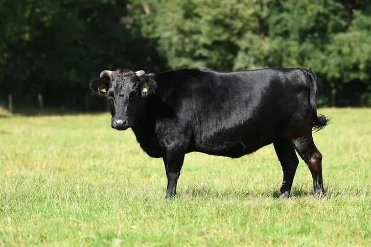 Gezocht: Dahomey vaars (mini rund), Dieren en Toebehoren, Runderen, Vrouwelijk