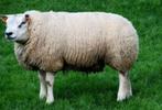 Schapen te koop - Réliers, Dieren en Toebehoren, Mannelijk, Schaap, 0 tot 2 jaar