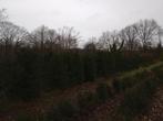 taxus (grote maten), Tuin en Terras, Ophalen, Taxus, Haag, 100 tot 250 cm