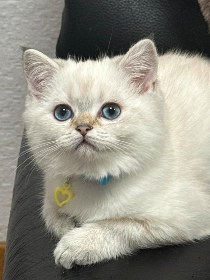 kittens Britse korthaar, Animaux & Accessoires, Chats & Chatons | Chats de race | Poil long, Chatte ou Chat, 0 à 2 ans, Avec puce électronique