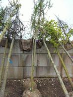 2 x saule étêté. Motte Salix Alba 12/14. 50 euros/pièce., Jardin & Terrasse, 400 cm ou plus, Enlèvement ou Envoi, Arbre à bulbes