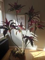 Kunstplant Dracena 200cm, Ophalen, Zo goed als nieuw