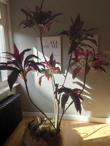 Kunstplant Dracena 200cm beschikbaar voor biedingen