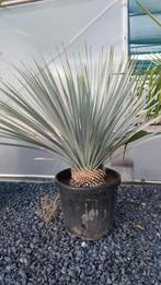 Yucca rostrata blue palm ACTIE, Ophalen