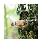 Putters koppel 2025, Animaux & Accessoires, Oiseaux | Oiseaux Autre, Plusieurs animaux, Oiseau chanteur sauvage, Domestique