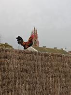 Hollandse krieltjes, Dieren en Toebehoren, Pluimvee