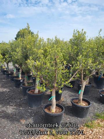 Olea europaea, stamomtrek 25/30 beschikbaar voor biedingen