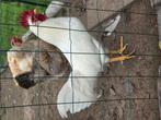 Leghoorn haan, Dieren en Toebehoren, Juli, Mannelijk
