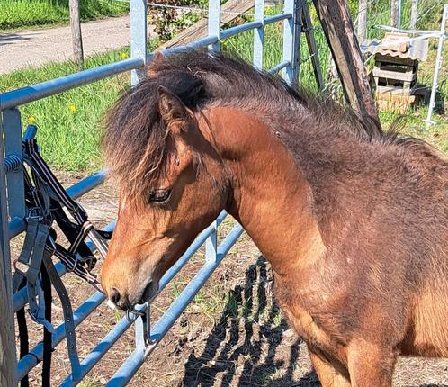 Miniatuurpaard,  Nmprs, Dieren en Toebehoren, Pony's