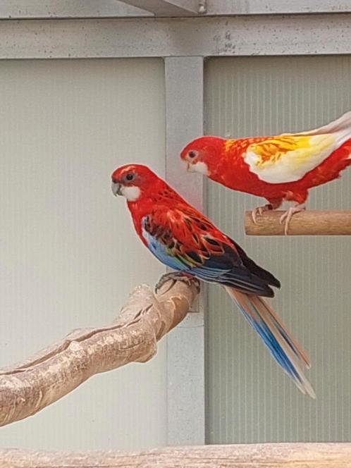 Rosella's, Dieren en Toebehoren, Vogels | Parkieten en Papegaaien