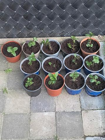 Muntplanten beschikbaar voor biedingen