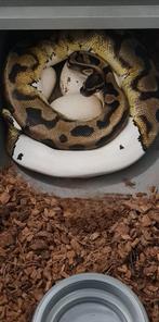 Python regius adultes, Dieren en Toebehoren, Reptielen en Amfibieën, Slang, 3 tot 6 jaar