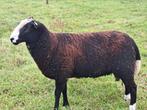 Zwartbles dekrammen, Dieren en Toebehoren, Schapen, Geiten en Varkens, Mannelijk, Schaap, 0 tot 2 jaar