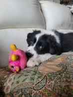 Border Collie pups reuke geboren en opgroeiend in huis, Dieren en Toebehoren, Honden | Herdershonden en Veedrijvers, België, Fokker | Hobbymatig