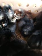 dag kuikens traditionele legrassen (100% hennen) 31 maart, Dieren en Toebehoren, Pluimvee, Vrouwelijk, Kip