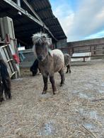 Shetland pony merrie’s, Jument