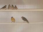 Sijsjes, Dieren en Toebehoren, Geslacht onbekend, Wildzangvogel, Geringd