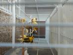Kleurenmix kanaries, Dieren en Toebehoren, Vogels | Kanaries, Geslacht onbekend, Kleurkanarie
