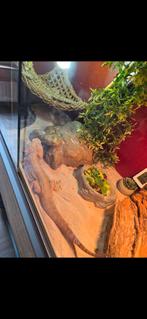 2 baardagaams met terrarium, Ophalen, Zo goed als nieuw, Terrarium of Paludarium