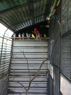 Grote parkieten, Dieren en Toebehoren, Vogels | Parkieten en Papegaaien, Meerdere dieren, Parkiet, Geringd