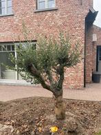 Olijfboom, Tuin en Terras, Ophalen, Olijfboom