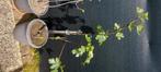 Figuier en pot, Tuin en Terras, Planten | Fruitbomen, Volle zon, Vijgenboom, Minder dan 100 cm, Ophalen