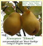 KWEEPEREN "EKMEK", Laagstam 17€/stuk ( Turkse oorsprong ), Tuin en Terras, Volle zon, Vaste plant, Ophalen of Verzenden, Fruitplanten