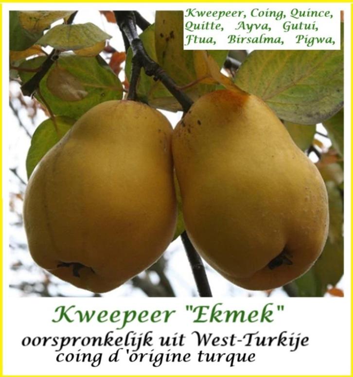 KWEEPEREN "EKMEK", Laagstam 17€/stuk ( Turkse oorsprong ), Tuin en Terras, Planten | Tuinplanten, Vaste plant, Fruitplanten, Volle zon