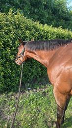 Volbloed te koop, Dieren en Toebehoren, Paarden, Ruin