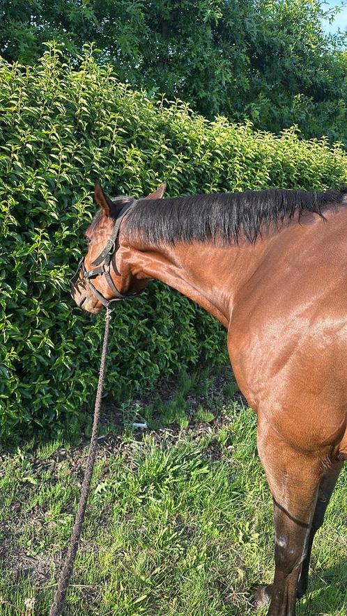 Volbloed te koop, Dieren en Toebehoren, Paarden, Ruin