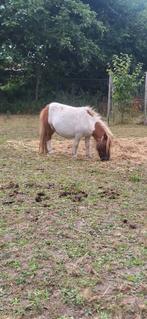 Merrie Shetlandpony, Dieren en Toebehoren, Merrie