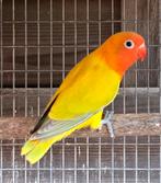 2 Euwing Dilute/Opaline Fischeri Mannen 2025, Dieren en Toebehoren, Mannelijk, Dwergpapegaai of Agapornis, Geringd