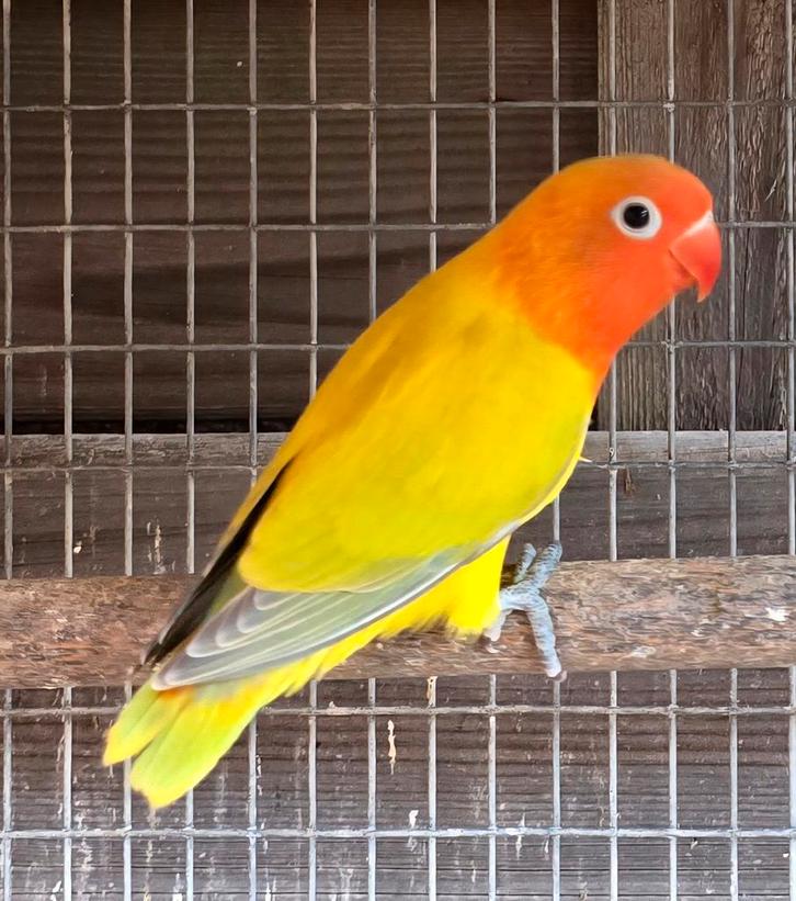 2 Euwing Dilute/Opaline Fischeri Mannen 2025, Dieren en Toebehoren, Vogels | Parkieten en Papegaaien, Dwergpapegaai of Agapornis