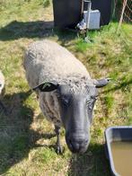 blue de maine - ram te koop, Dieren en Toebehoren, Schapen, Geiten en Varkens, Mannelijk, Schaap, 3 tot 5 jaar