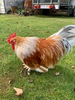 Prachtige haan cochin kriel/Chabo, kriel  4 maand oud, Dieren en Toebehoren, Pluimvee, Kip