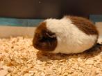 Cavia zeugje zoekt goede nieuwe thuis, Dieren en Toebehoren, Knaagdieren, Vrouwelijk, Cavia