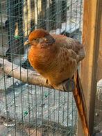 Goudfazant, Dieren en Toebehoren