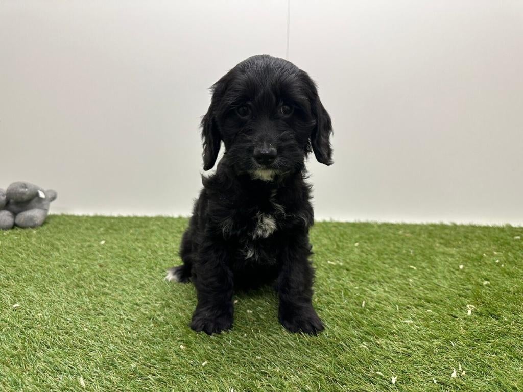 Cockapoo pups (F1), België, 8 tot 15 weken, Parvo, Meerdere