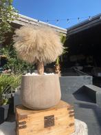 Spotprijs pampasboom in mooie pot, Maison & Meubles, Accessoires pour la Maison | Fleurs séchées, Enlèvement, Neuf