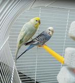 Deux belles perruches + cage + accessoires, Plusieurs animaux, Perruche