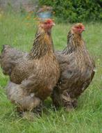 Brahma kuikens, Dieren en Toebehoren