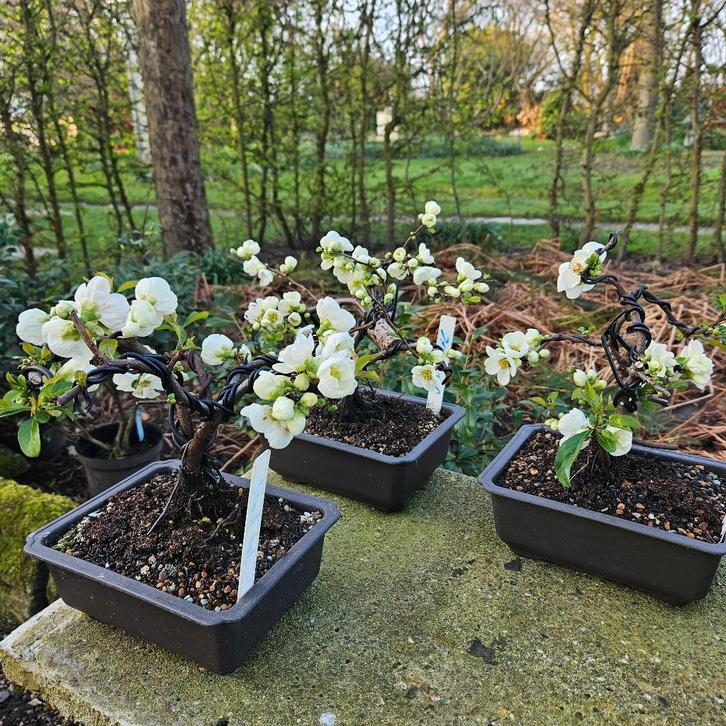 Bonsai Chaenomeles wit starter Bonsai, Jardin & Terrasse, Plantes | Arbres, Enlèvement