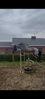 Prachtige D-pony Merrie te koop, Dieren en Toebehoren, Pony's, Merrie, Met stamboom, Zadelmak, 11 jaar of ouder