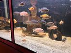 Malawi Cicliden Mix +/- 8cm uit te kiezen, Dieren en Toebehoren, Vissen | Aquariumvissen, Vis, Zoetwatervis