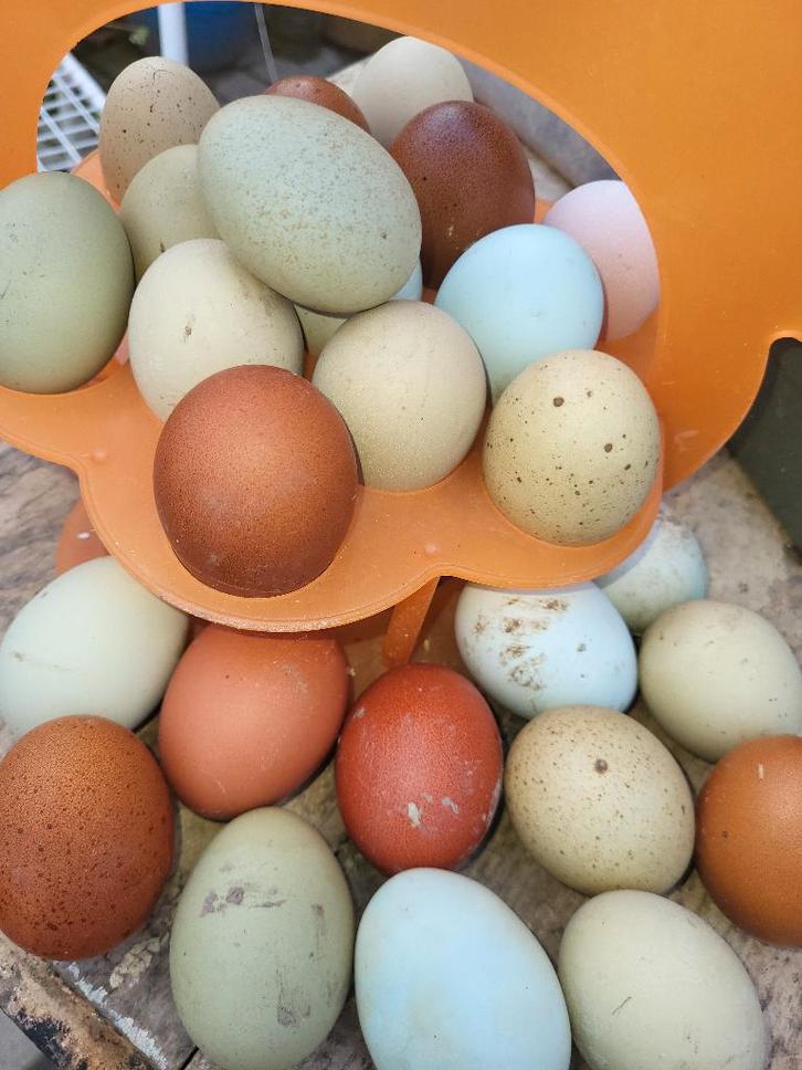 Broedeieren groenlegger, Dieren en Toebehoren, Pluimvee, Kip, Geslacht onbekend