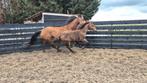 Meerdere paarden/pony's, Dieren en Toebehoren, Merrie, Z