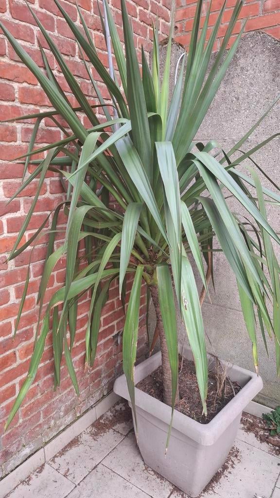 Grote buitenplant, Tuin en Terras, Ophalen